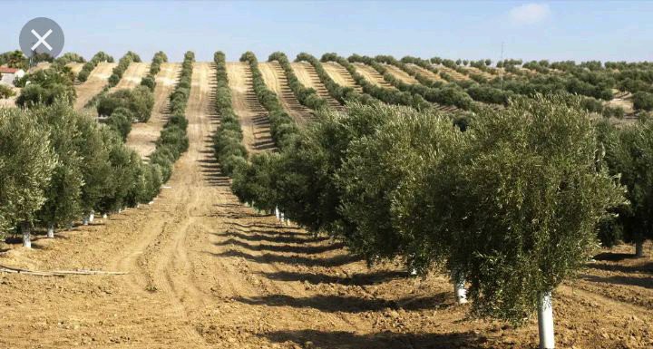 Here Is The Country That Is Planting 50 Billion Tress In Desert