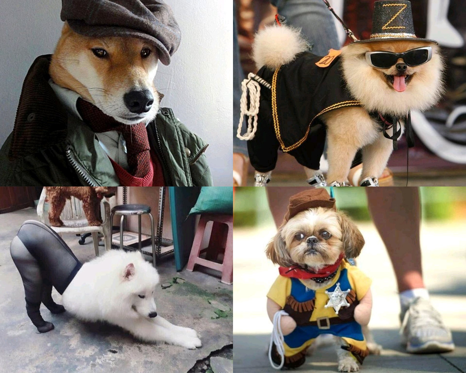 Checkout How Owners Dressed Their Dogs Like Human Beings (Photos)