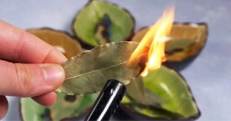 Burn Bay Leaves In Your House, Wait 10 Minutes, And See What Happens