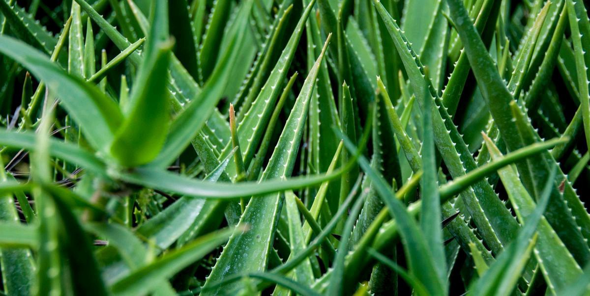 Here Is What Happens To Your Body When You Take Aloe Vera