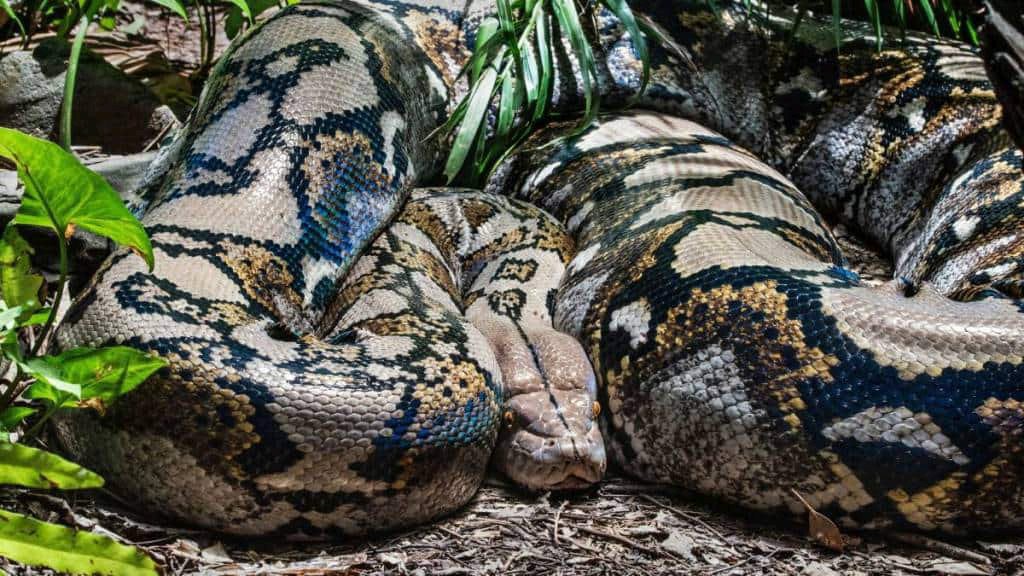 Scientists Discover Worlds Biggest Snake In Amazon Rainforest: What We Know About This New Giant Anaconda