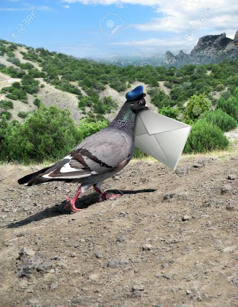 Why Were Pigeons Used To Send Letters, The Truth Will Surprise You