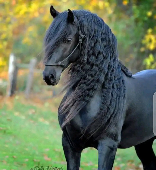 This Horse Is Called The Most Handsome Animal In The World Indeed Black Is Beautiful (See Photos)