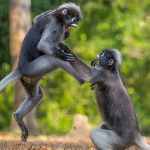 Check Out Funny Photos Of Animals Fighting