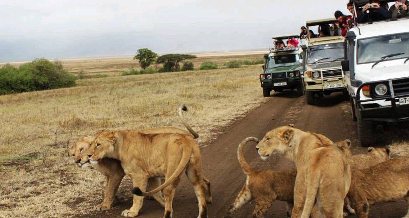 Why Predators Don’t Attack Tourists In Open Vehicles