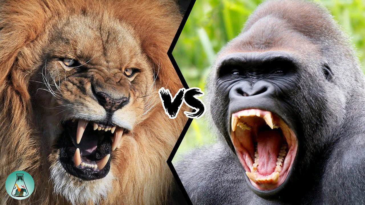 8 Animals That Can Take On And Kill A Lion