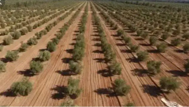 The Only Country In The World That Is Planting 10 Billion Tress In Desert