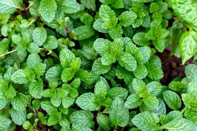 4 Medical Plants That One Can Plant At Home For Treatment