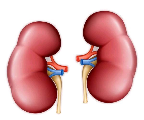 5 Foods That Are Good For The Kidney
